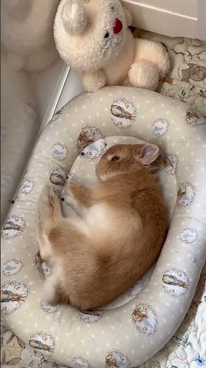 This is how rabbits sleep