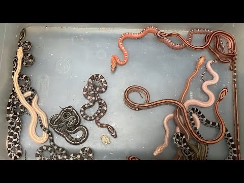 Our Corn Snakes 2021 Clutches!