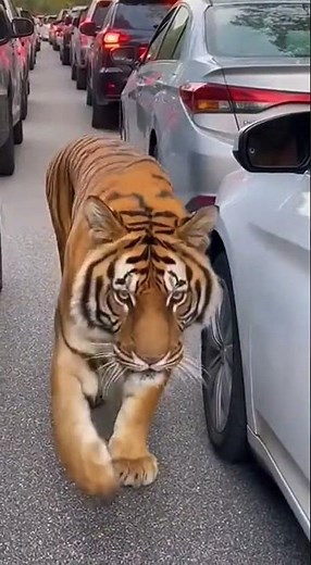 Tiger Walks Between Cars 😱 | Rare Wildlife Moment Caught on Camera