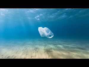 クジラの死体から計40キロのプラスチック袋