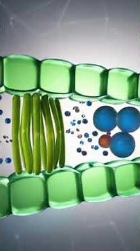 Le Cycle du Carbone : Comprendre ce Pilier de Vie et Climat sur Terre 🌎⏳