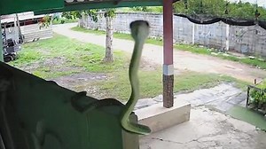 Curious grass snake fascinated by security camera
