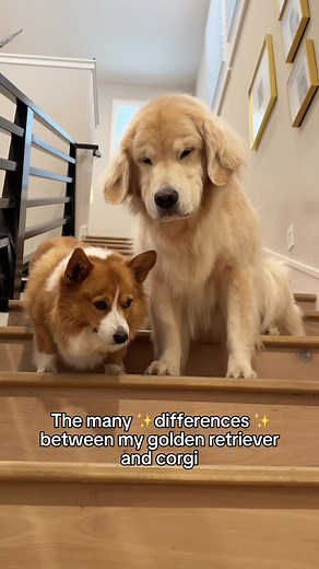 Corgi Golden Retriever Mix: A Unique Dog Combination