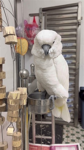 This Cute Little Parrots | 10 Secrets to Successful Happy Parrot | Love to Laugh Cute Little Pets