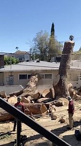 7.4K views | This crew was taking down the huge tree when something unexpected happened. As they cut down this enormous section, it crashed over the wall, bringing it down. It went on on to slam into the neighboring property, destroying a portion of the wall. ... | Jukin Copyright Management | Facebook