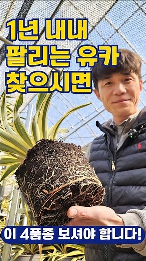 ★판매처★ 국제원예종묘 : 041-674-6699 [유카]