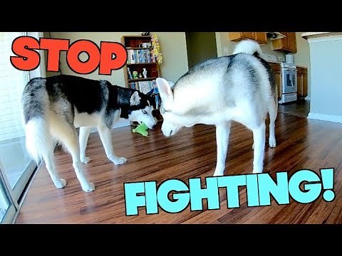 How To STOP Food Aggression In Dogs (End Resource Guarding Forever!)