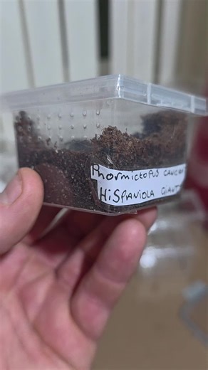 Phormictopus cancerides (Hispaniola Giant) getting a new house this evening 😀 #tarantulasoftiktok #tarantulatok #tarantulas #arachnidsoftiktok #spidersoftiktok