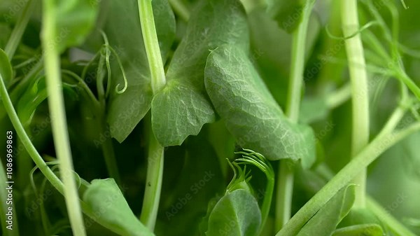 Green pea sprouts, macro. Micro green, slow motion. Eco vegan food concept. Juicy greens of pea sprouts rotating.