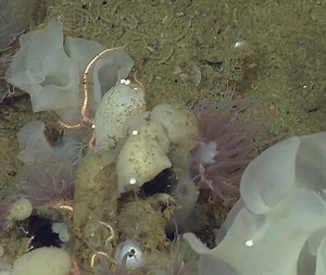 MBARI on Instagram: "I spy with my little eye something shiny and scaley. 👀⁠ ⁠ Scale worms (Polynoidae) are easily recognized by their large, fleshy scales and dazzling bristles. These segmented worms are predators, continually searching the seafloor for their next meal. Interestingly, many deep-sea species are blind and rely on long, finger-like sensory appendages to help them locate their prey and to give them early warning of predators. Some scale worms have developed symbiotic relationships