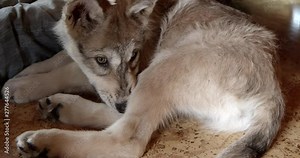 Baby gray wolf chewing on his tale and a bully stick.