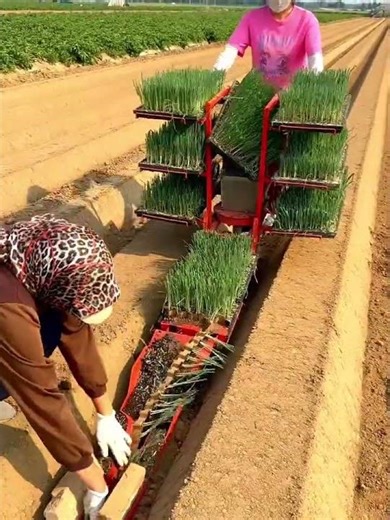 Planting process of crop seedlings using modern machinery