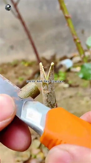 #trending #farming #harvesting #viral #shorts #youtubeshorts #grafting #budding #satisfying