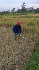 potong jerami padi cepat joss