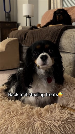 one treat is never enough😂😭 #fyp #ckcs #kingcharlescavalier #dogsoftiktok #dog