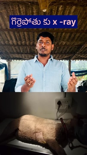 dairydiaries81023 on Instagram: "x-ray #sheep #ultrasound#rumen anatomy#"