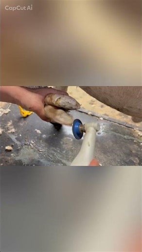 This Sheep Hoof Trimmer is a GAME CHANGER 🐑 #shorts #sheep