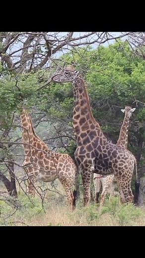 98K views · 2K reactions | Giraffes mat*ng! #amazing #wildlife #mating #giraffe #nature | NL Liones AS | Facebook