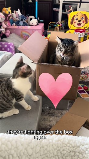 DIY installing a new celling fan! With cats 😂