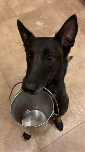 Melanois Dog at Gas Station