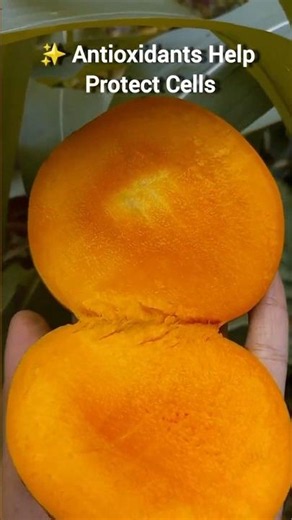 🥭 The Hidden Benefits of Mangoes 🥭