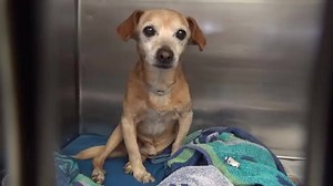 31K views · 823 reactions | Little ARLO is still in the medical...