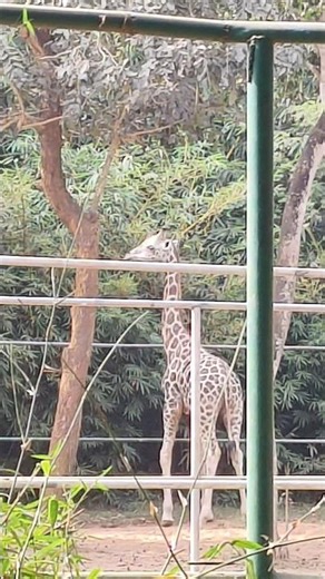 Majestic Giraffe at Nandankanan Zoo 😲||#neture
