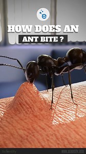 2.9K views · 19 reactions | Microscopic view of an ant in action! #AntBite #InsectWorld #UpCloseAndCreepy #ScienceReel #InsectAnatomy #BiteMechanism #NatureFacts #EducationalReels #MicroWorld #BugBites #AntsLife #Scientify #ScienceExplained | Scientify.info | Facebook