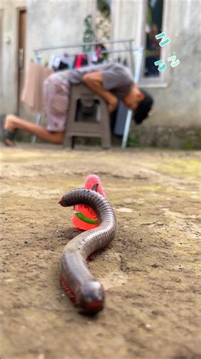 Unusual Snoring, The millipede strikes while the human is off guard and exhausted