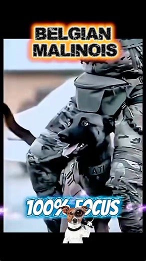 Belgian Malinois- Military Dog extremely power pooch