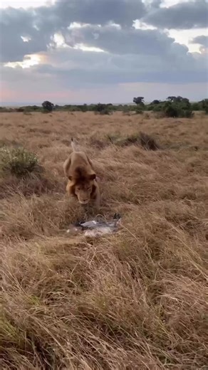 leone contro anatra. #fbreels #wildphoto #reels #wildanimals #viral #leone #wildlifephotography #wildlifeconservation | Animals baci