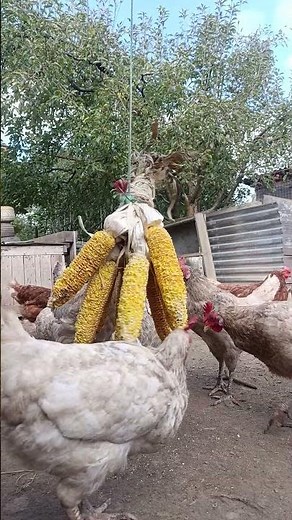 Relaxing Chicken Feeding Time with Corn