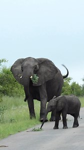 Watch these beautiful Elephants in the Kruger National Park. #elephant #wildlife #nature #safari #krugernationalpark | Kruger Gone Wild Safaris