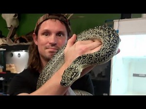 CB&B Animal Highlight - Diamond Python TAKE ME HOME