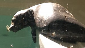 Seal caretakers seek face masks as coronavirus drains supplies