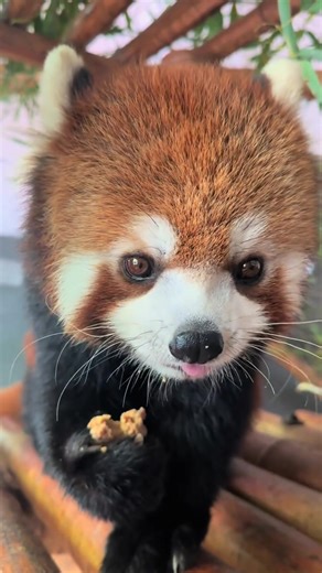 cute redpanda (@cutelesser_panda)’s video of Cute Panda