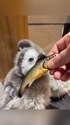 Feeding Time! Hungry Penguin 😋 | Iccha Akhi - ইচ্ছা আঁখি
