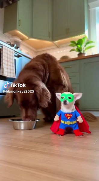 Hilarious Superman Costume for Your Monkey