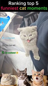 Funniest Cats Doing Funny Things 🐱 Best Cat Videos Compilation #shorts