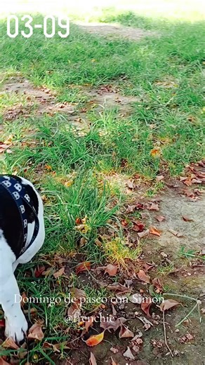 Videos de Javier Paz Osorio (@javierpazosorio) con “Happy Dog. - Líricus Instrumental”