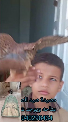 صيد وتدريب الصقور للمبتدئين | خطوات تربط الصقر ويبدأ يثق فيك