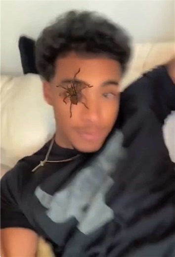 Hilarious Reactions to Seeing a Spider