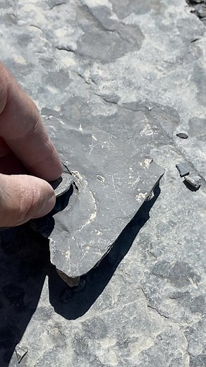 udigfossils on TikTok