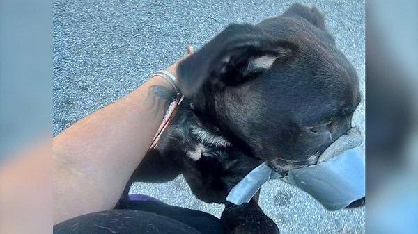 Photo of dog with muzzle taped leads to Auburndale woman's animal cruelty arrest