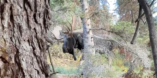 Hiker hides from moose in 'scary' encounter within Glacier National Park