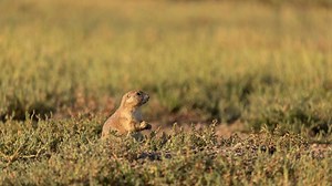 A grassland bird eavesdrops on prairie dog calls to keep itself safe from predators