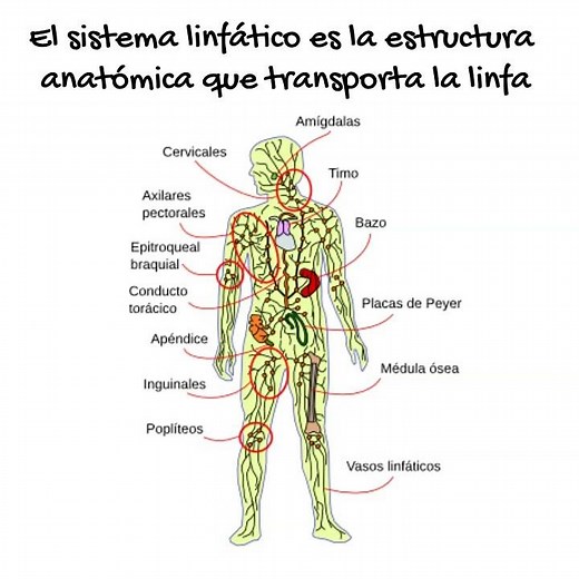 El Sistema Linfático EN 1 MINUTO
