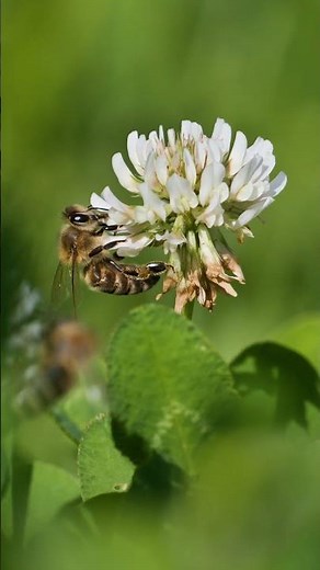 The secrets of white clover
