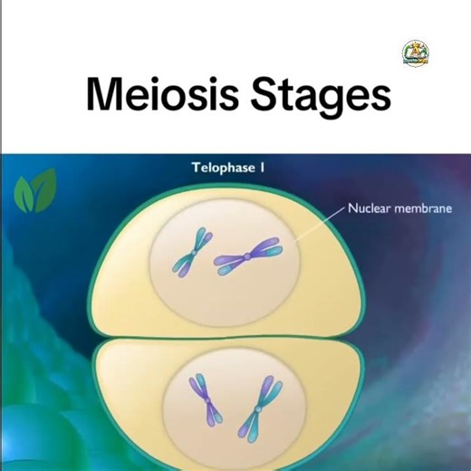 Cell division -stages of Meiosis prophase,metaphase, anaphase telophase.