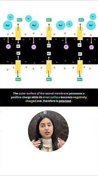 Why are Neurons called Excitable cells?| NCERT Important lines-75 #neet #biology #class11 #shorts